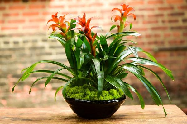 Bromeliad Garden, Ceramic - View 6 from www redcrocus com
