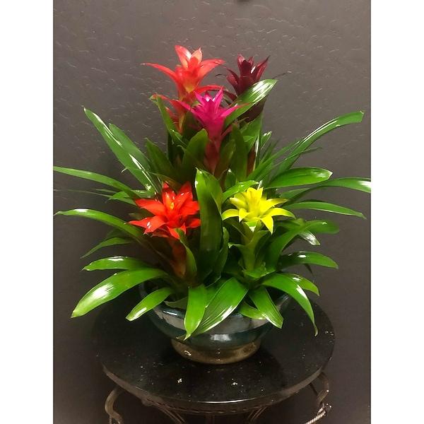 Bromeliad Garden, Ceramic - View 7 from www redcrocus com