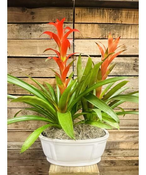 Bromeliad Garden, Ceramic - View 8 from www redcrocus com