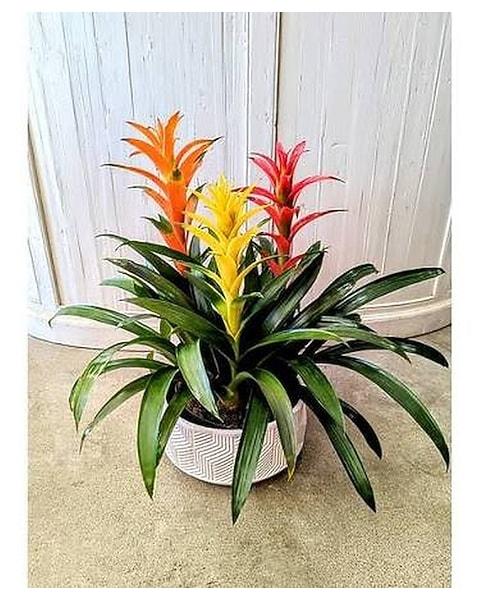 Bromeliad Garden, Ceramic - View 9 from www redcrocus com