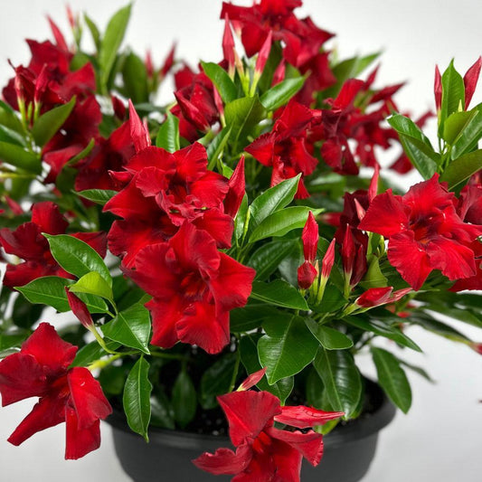 Dipladenia, Assorted - View 10 from www redcrocus com