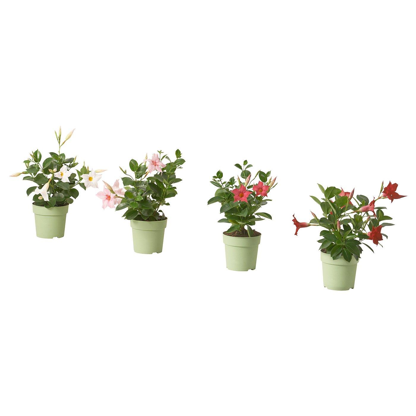 Dipladenia, Assorted - View 12 from www redcrocus com