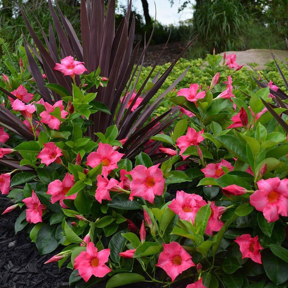 Dipladenia, Assorted - View 15 from www redcrocus com