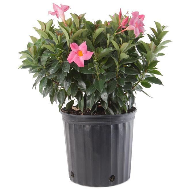 Dipladenia, Assorted - View 17 from www redcrocus com