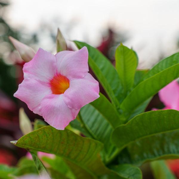 Dipladenia, Assorted - View 23 from www redcrocus com