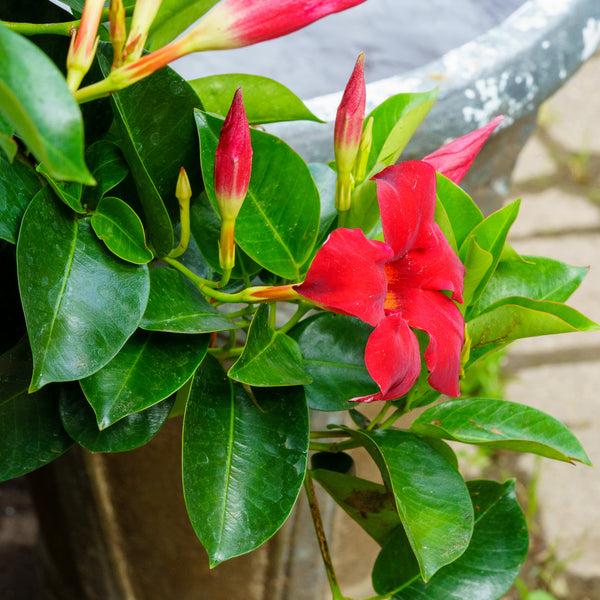 Dipladenia, Assorted - View 24 from www redcrocus com