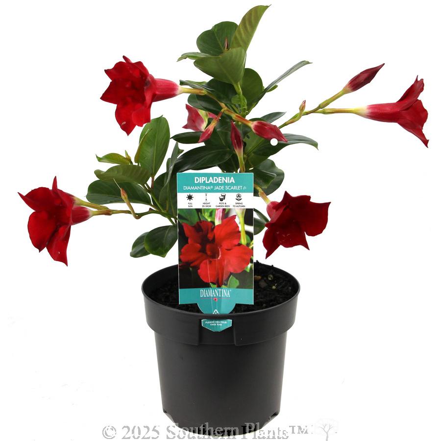 Dipladenia, Assorted - View 25 from www redcrocus com