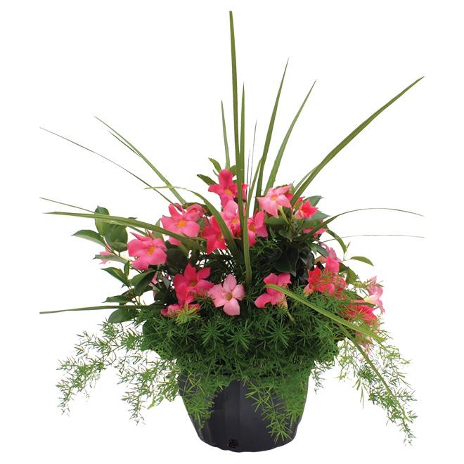 Dipladenia, Assorted - View 27 from www redcrocus com