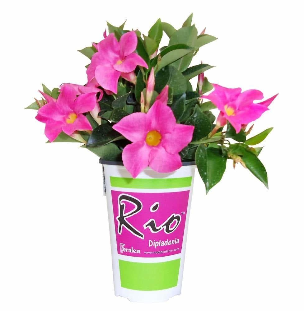 Dipladenia, Assorted - View 29 from www redcrocus com