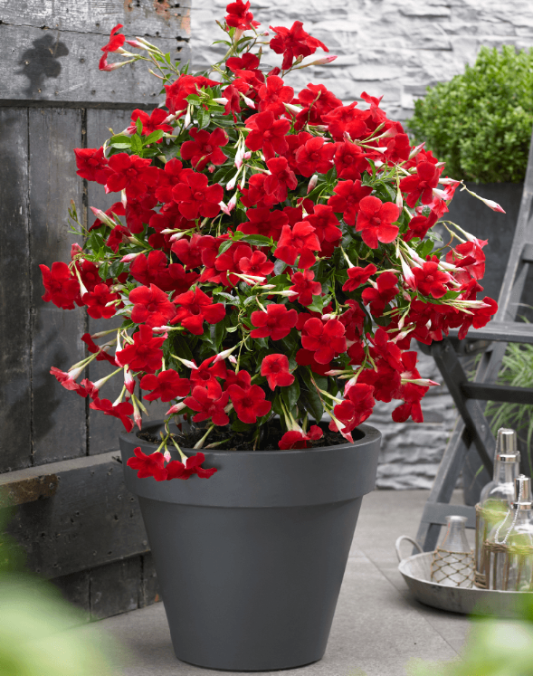 Dipladenia, Assorted - View 2 from www redcrocus com