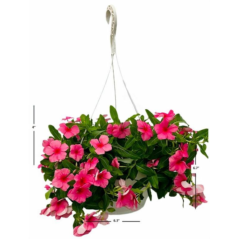 Dipladenia, Assorted - View 30 from www redcrocus com