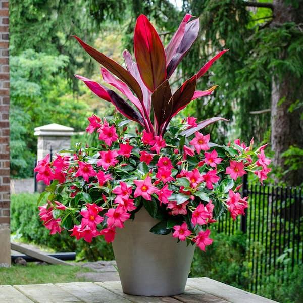 Dipladenia, Assorted - View 8 from www redcrocus com