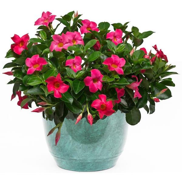 Dipladenia, Assorted - View 9 from www redcrocus com