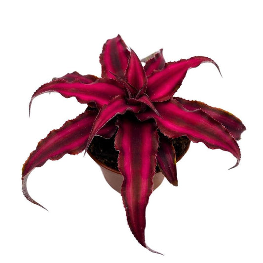 Bromeliad, Cryptanthus, Assorted - View 10 from www redcrocus com