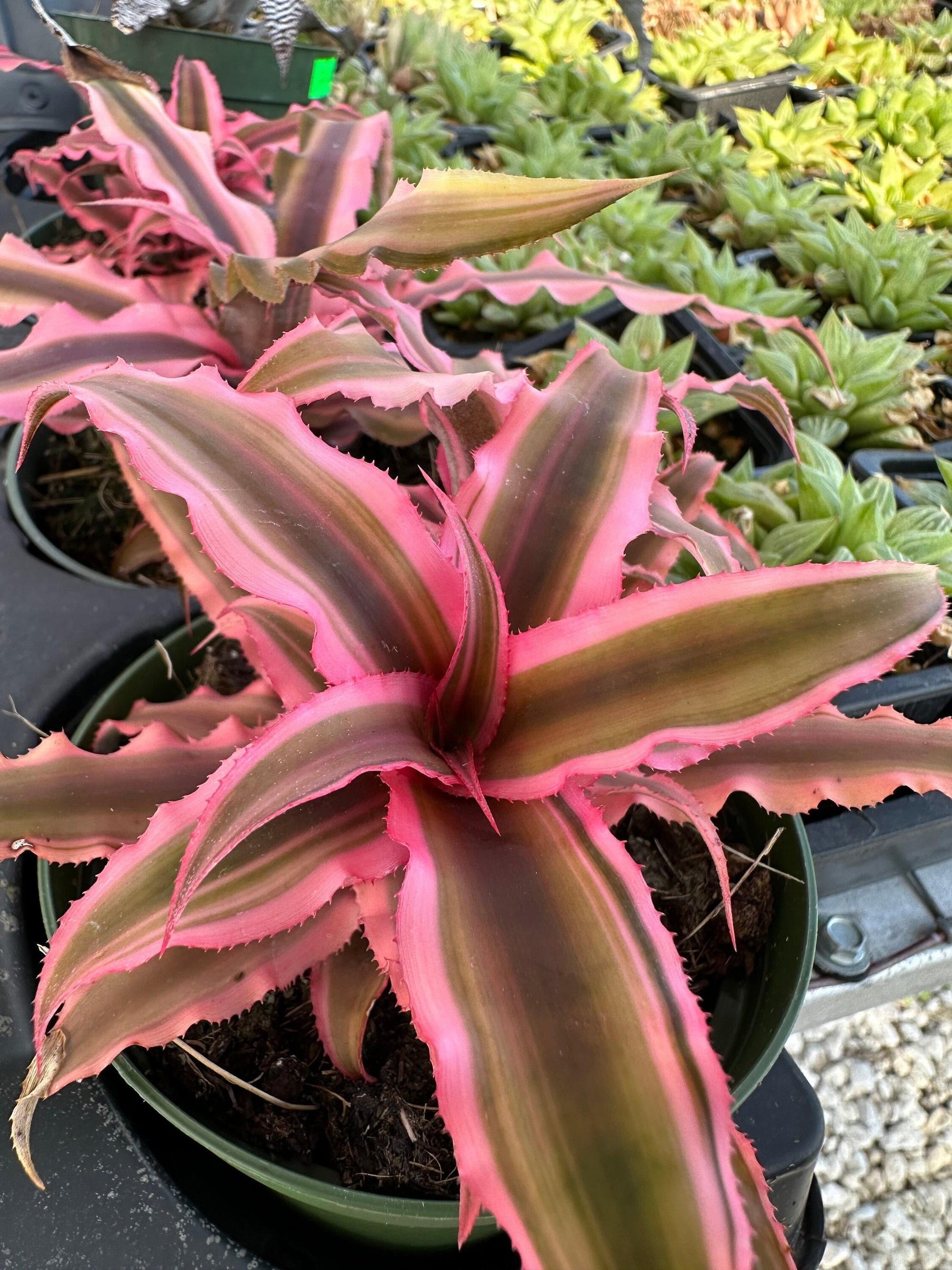 Bromeliad, Cryptanthus, Assorted - View 14 from www redcrocus com