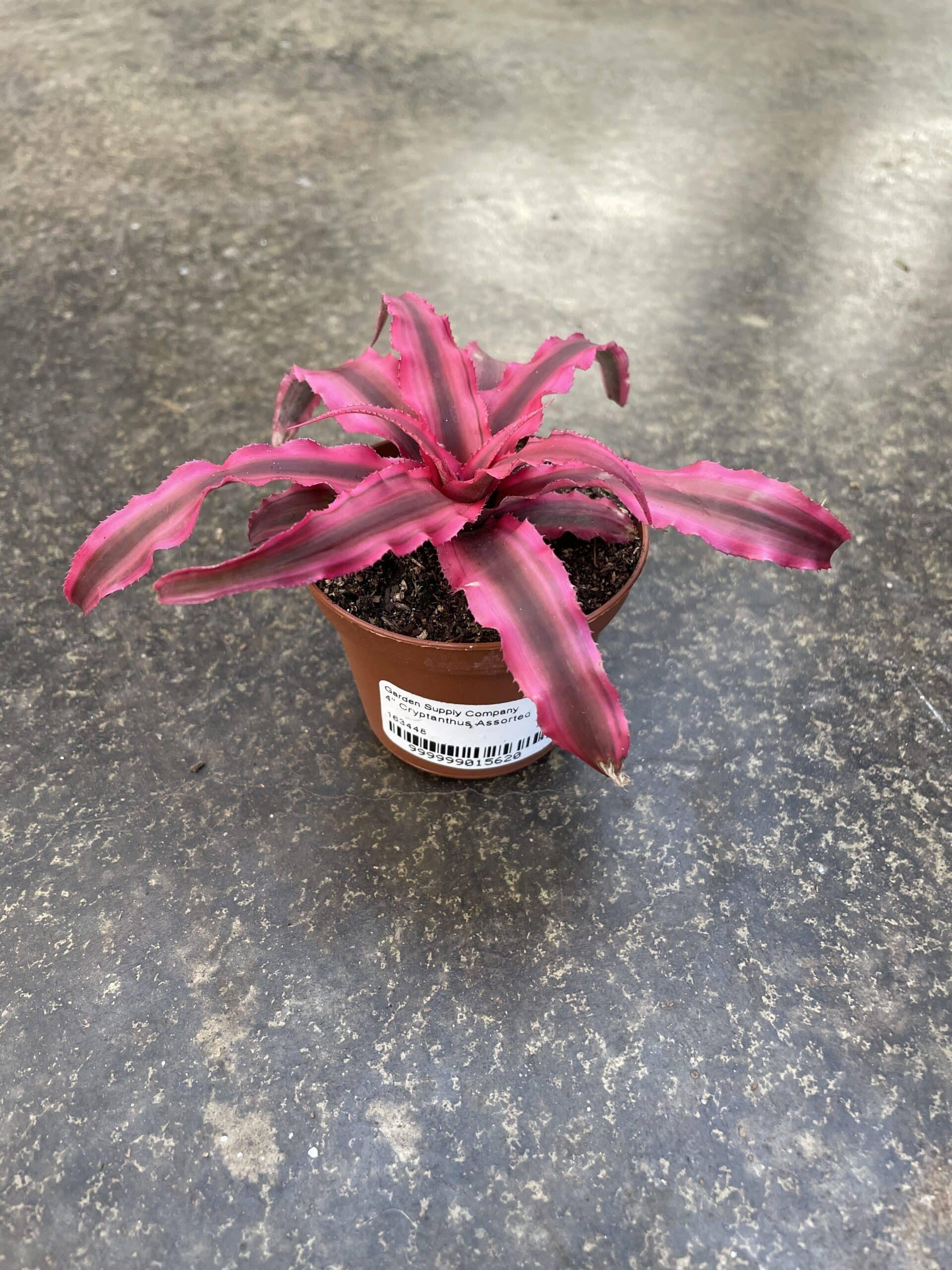 Bromeliad, Cryptanthus, Assorted - View 4 from www redcrocus com