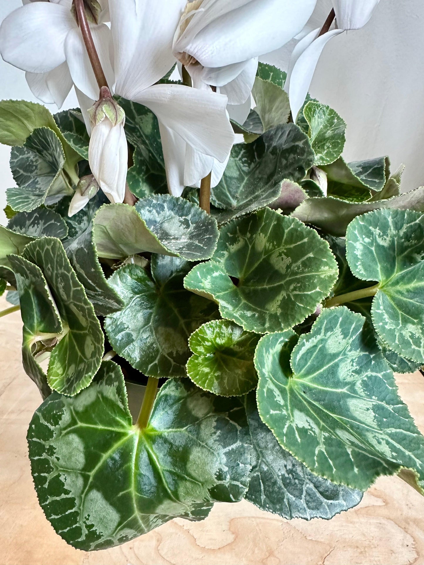 Cyclamen, Assorted - View 14 from www redcrocus com