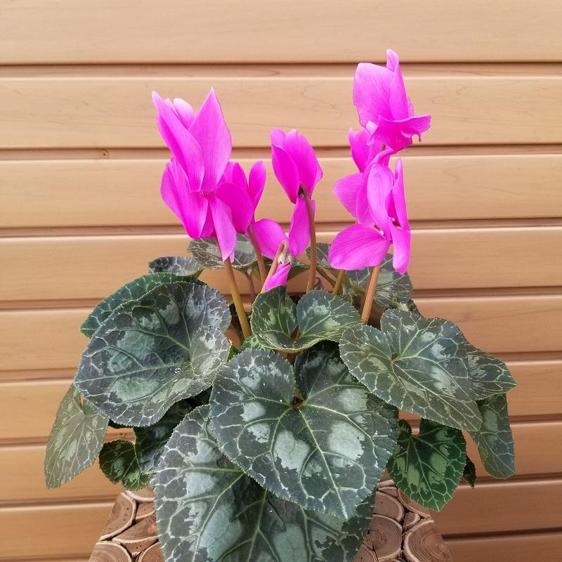 Cyclamen, Assorted - View 15 from www redcrocus com