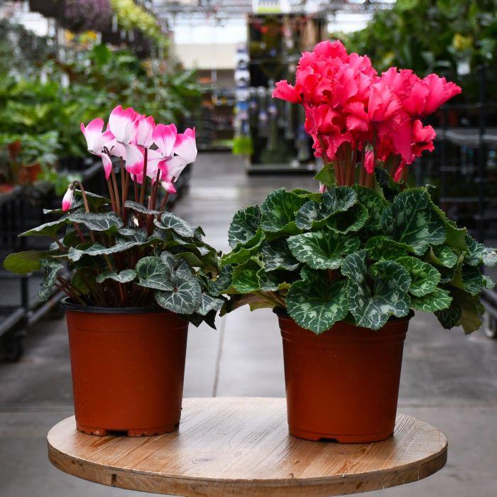Cyclamen, Assorted - View 16 from www redcrocus com