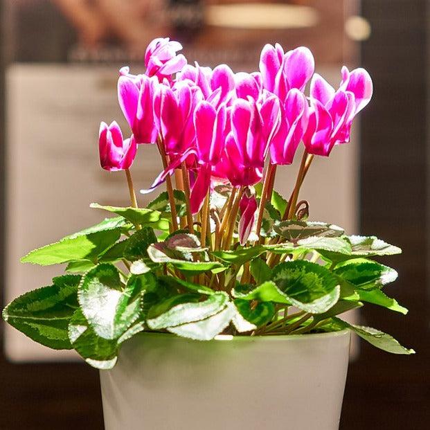Cyclamen, Assorted - View 17 from www redcrocus com