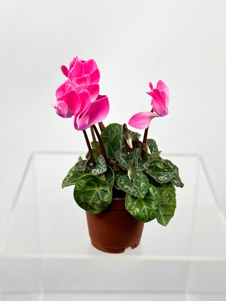Cyclamen, Assorted - View 19 from www redcrocus com