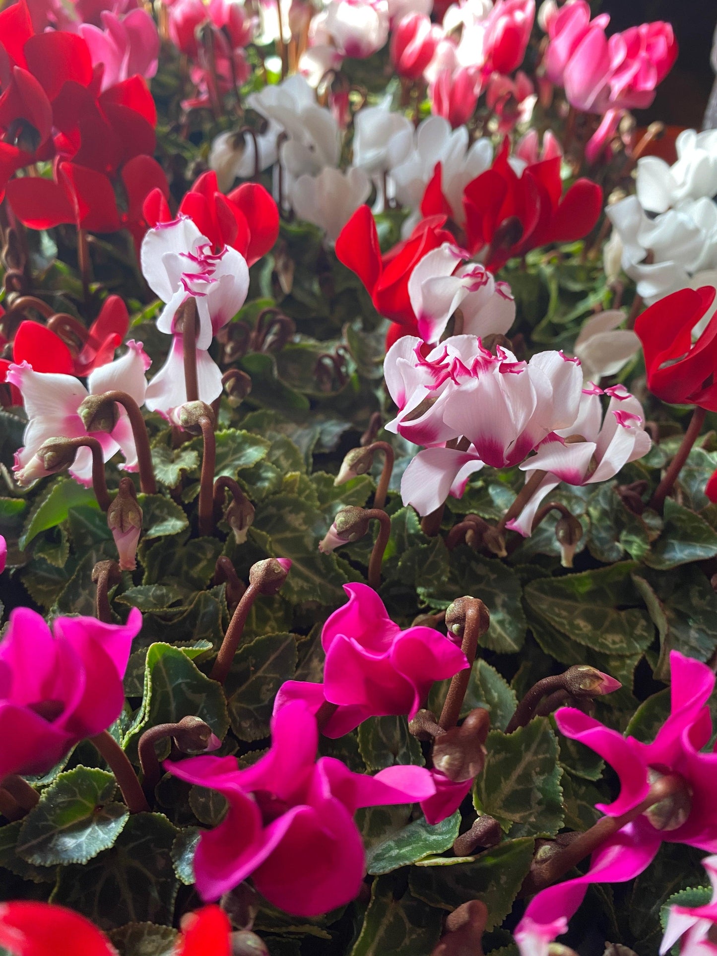 Cyclamen, Assorted - View 1 from www redcrocus com