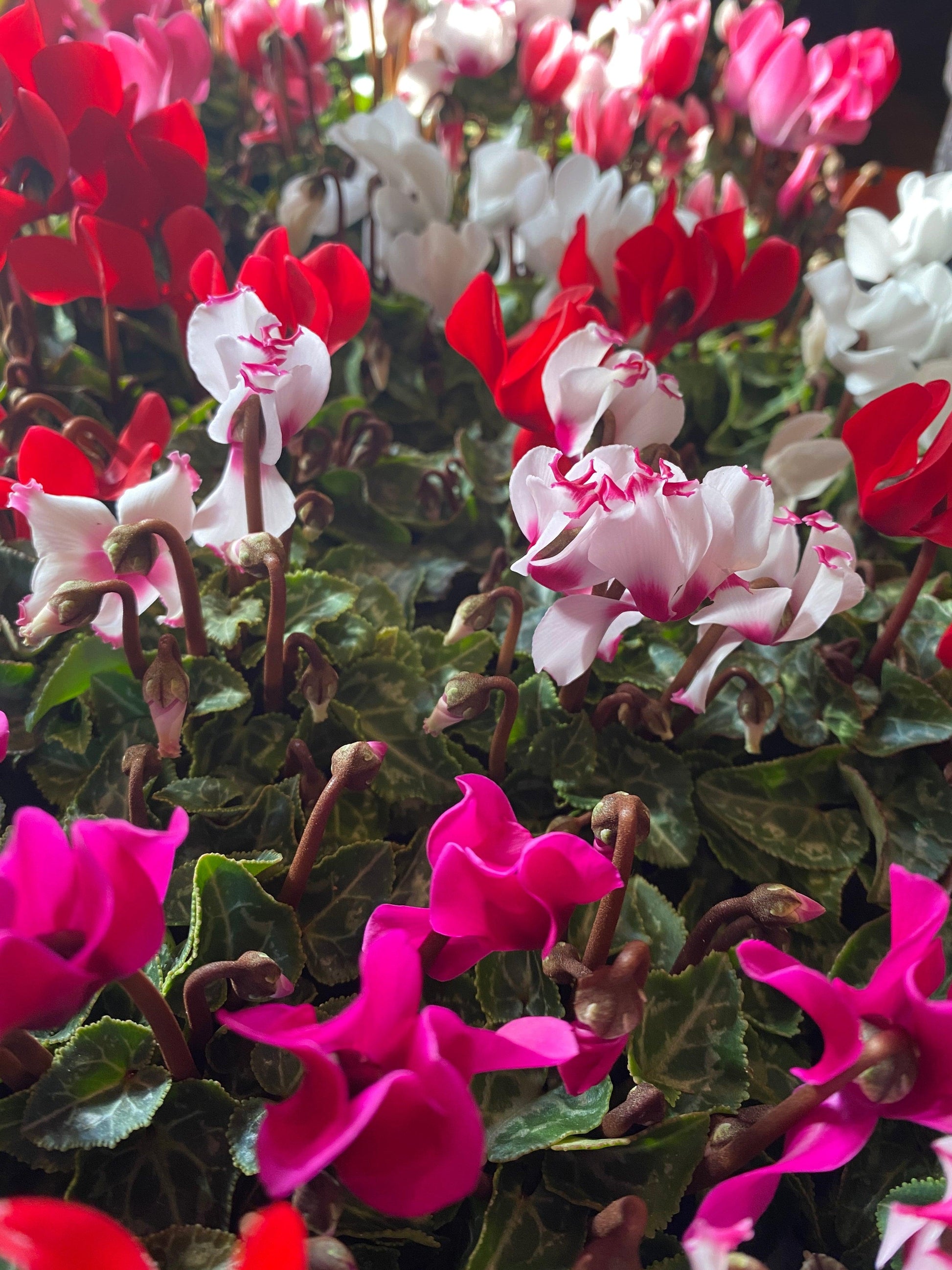 Cyclamen, Assorted - View 1 from www redcrocus com