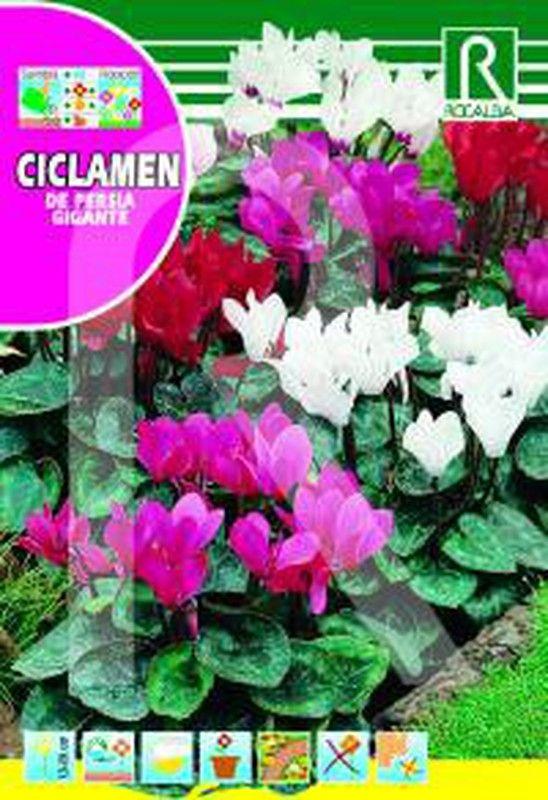 Cyclamen, Assorted - View 21 from www redcrocus com