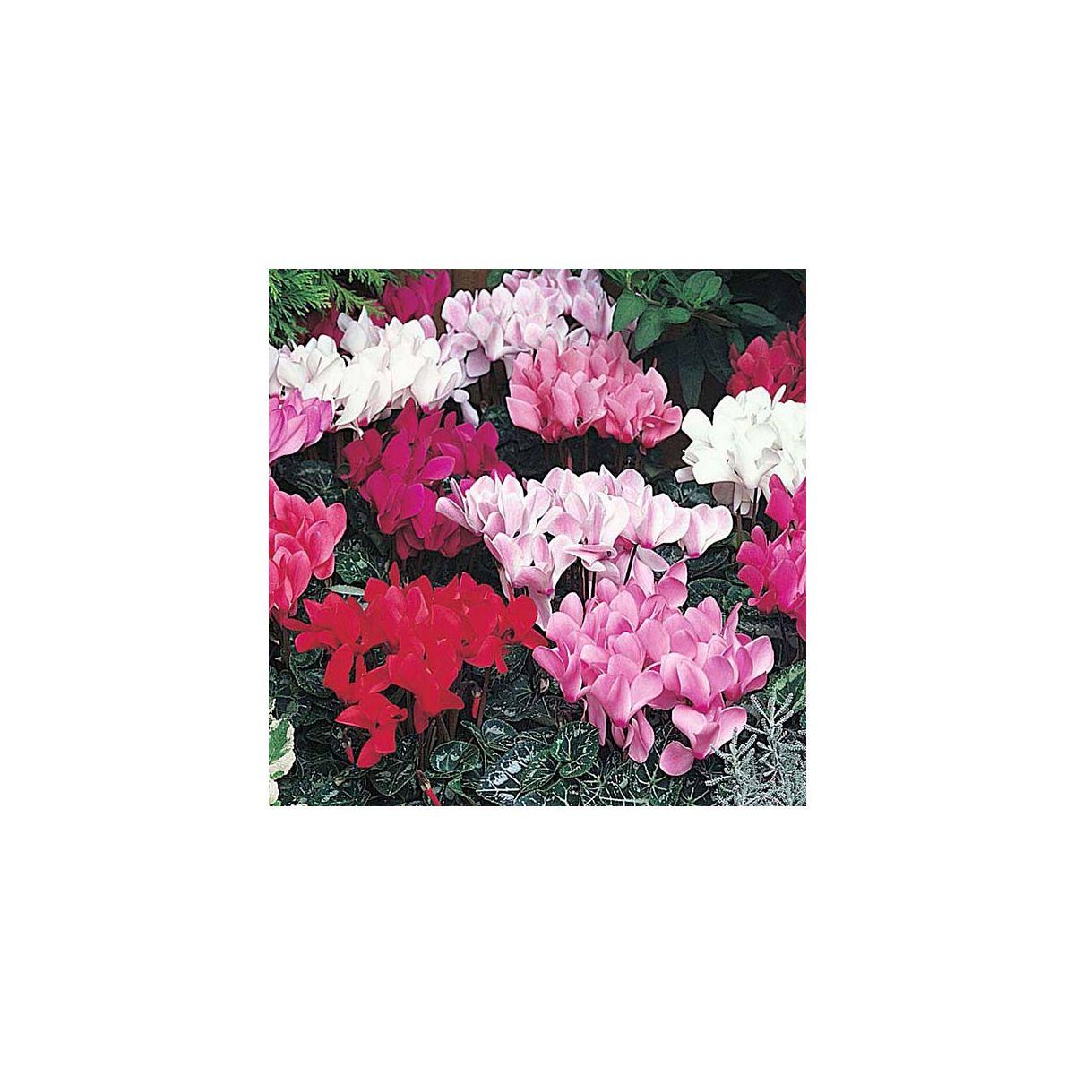 Cyclamen, Assorted - View 24 from www redcrocus com