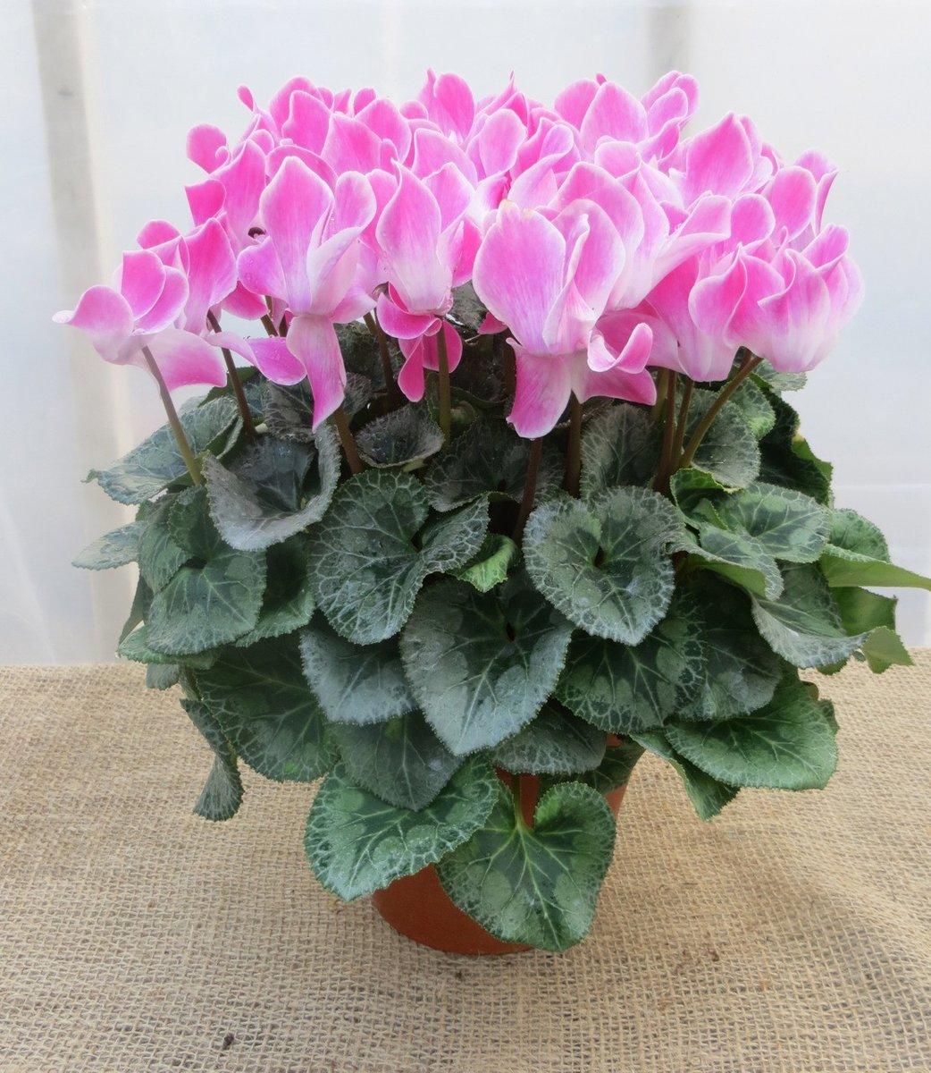 Cyclamen, Assorted - View 28 from www redcrocus com