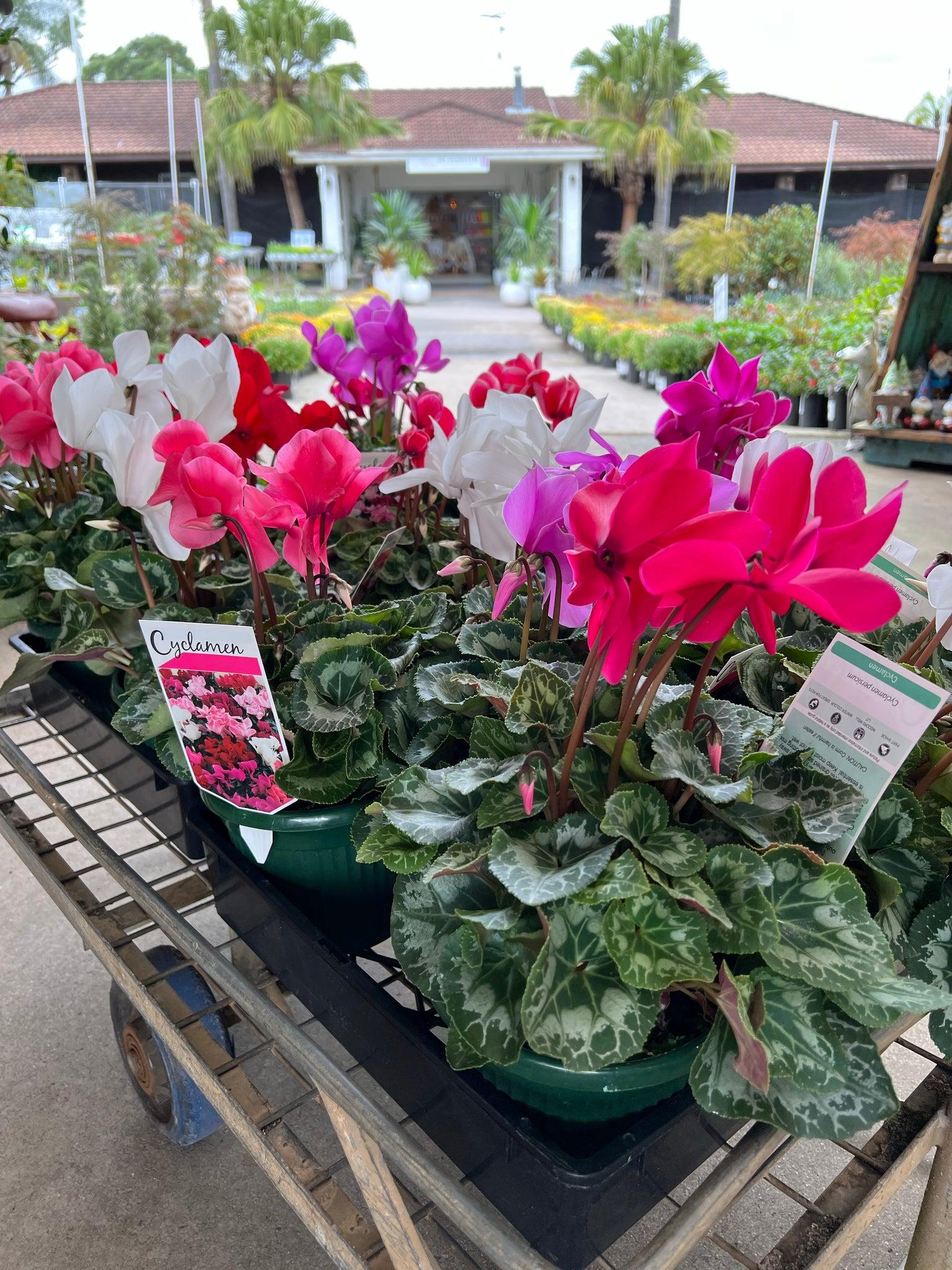 Cyclamen, Assorted - View 35 from www redcrocus com