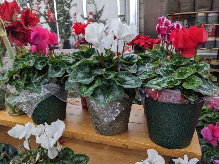 Cyclamen, Assorted - View 3 from www redcrocus com