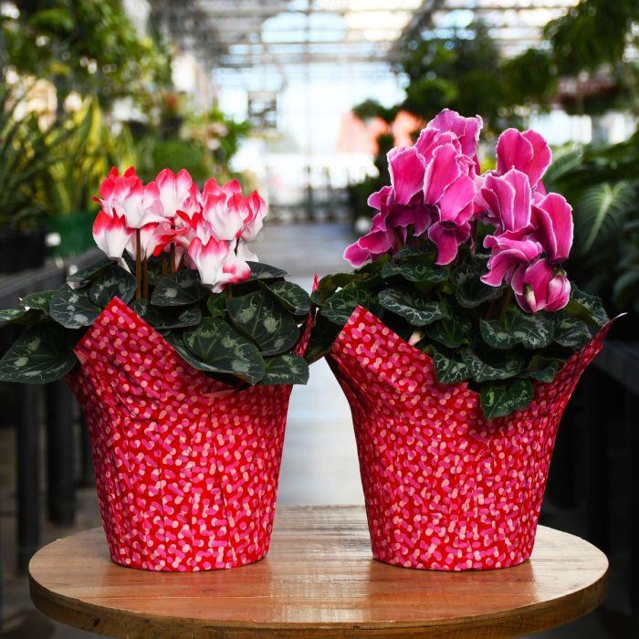 Cyclamen, Assorted - View 4 from www redcrocus com