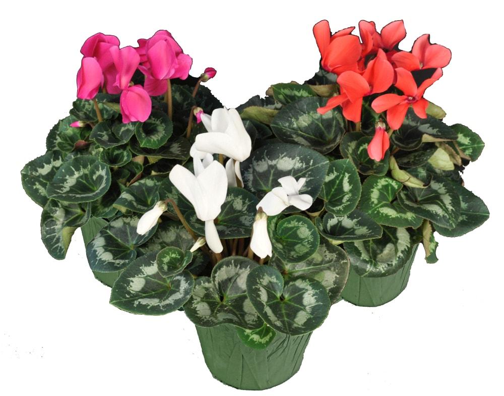 Cyclamen, Assorted - View 5 from www redcrocus com