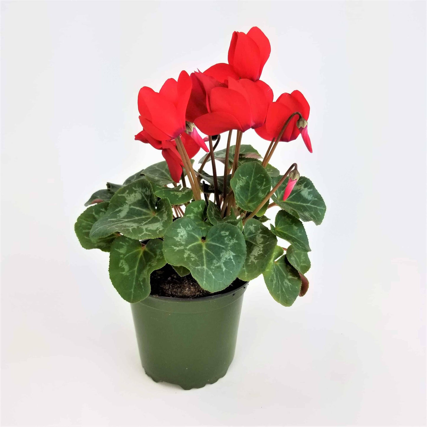 Cyclamen, Assorted - View 6 from www redcrocus com