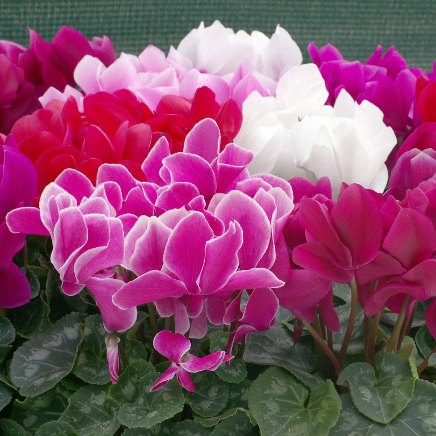 Cyclamen, Assorted - View 9 from www redcrocus com