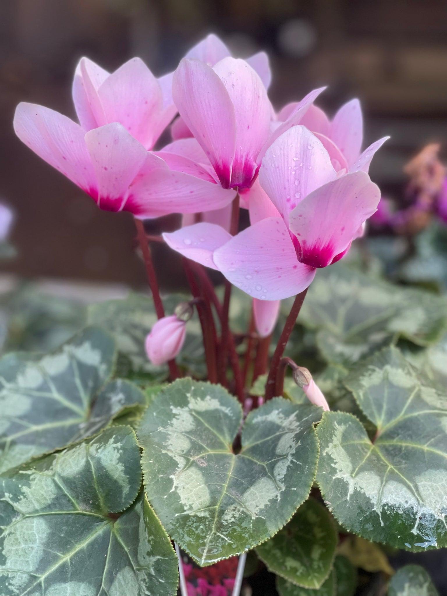 Cyclamen, Assorted - View 11 from www redcrocus com