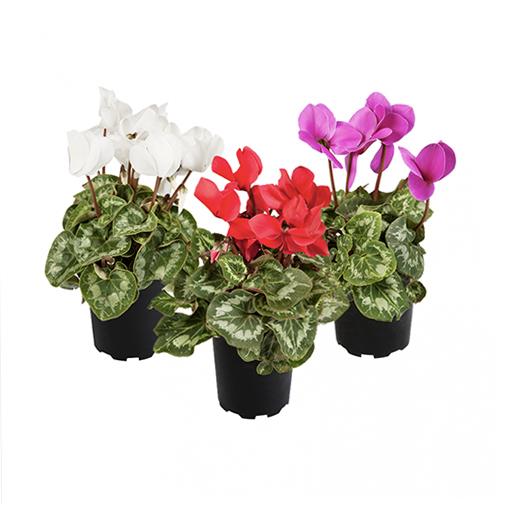 Cyclamen, Assorted - View 12 from www redcrocus com