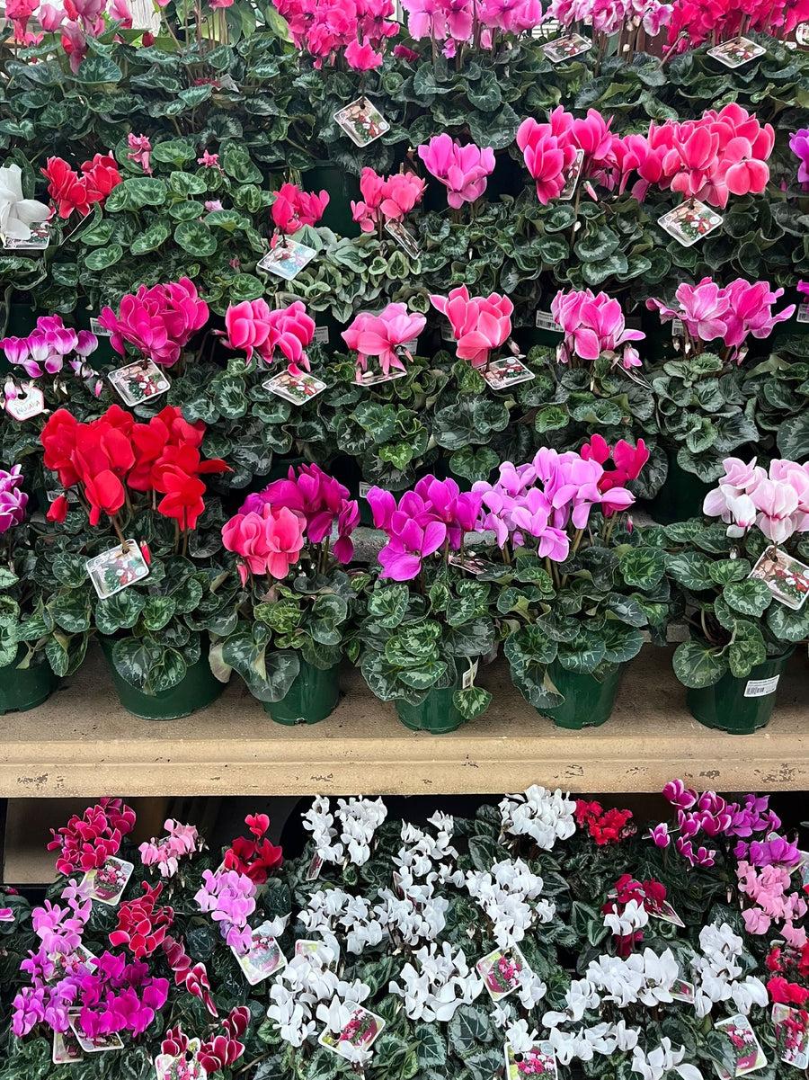 Cyclamen, Assorted - View 14 from www redcrocus com