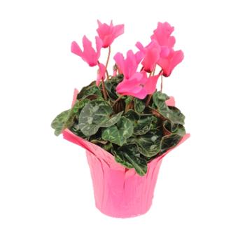Cyclamen, Assorted - View 15 from www redcrocus com