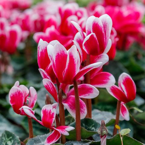 Cyclamen, Assorted - View 19 from www redcrocus com