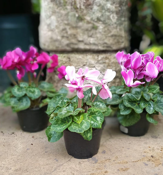 Cyclamen, Assorted - View 1 from www redcrocus com