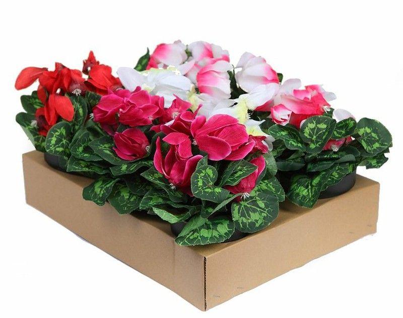 Cyclamen, Assorted - View 21 from www redcrocus com