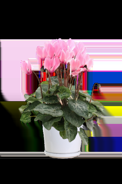 Cyclamen, Assorted - View 22 from www redcrocus com