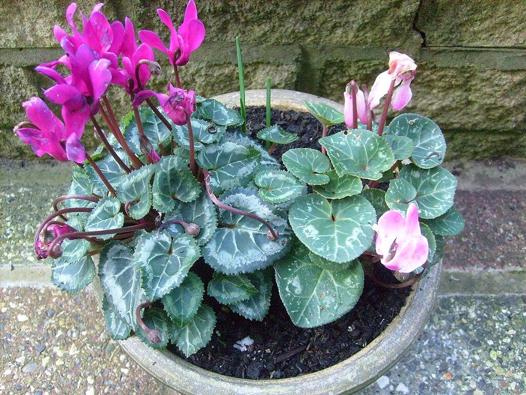 Cyclamen, Assorted - View 24 from www redcrocus com