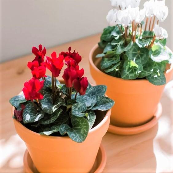 Cyclamen, Assorted - View 26 from www redcrocus com