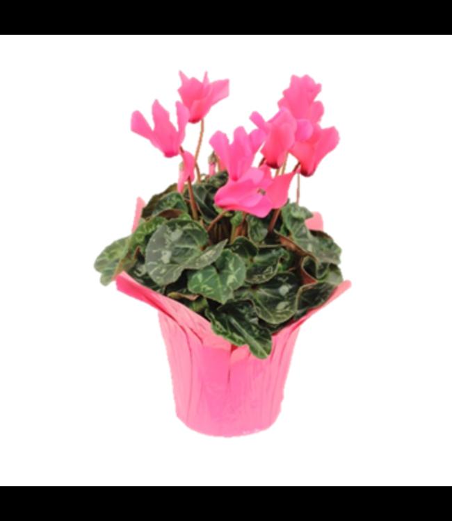 Cyclamen, Assorted - View 3 from www redcrocus com