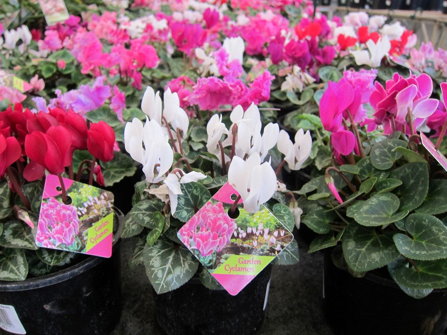 Cyclamen, Assorted - View 4 from www redcrocus com