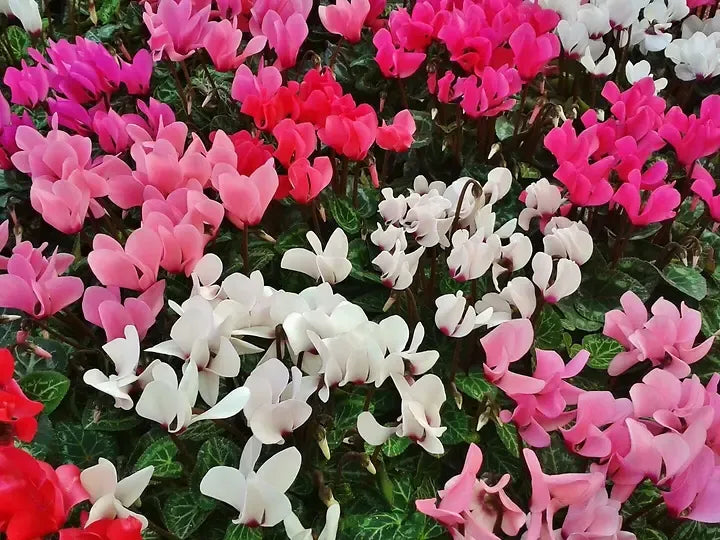 Cyclamen, Assorted - View 7 from www redcrocus com