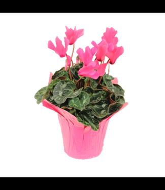 Cyclamen, Assorted - View 8 from www redcrocus com